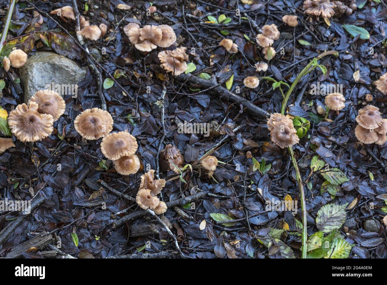 A closeup shot of fungi growing on a forest floor Stock Photo - Alamy