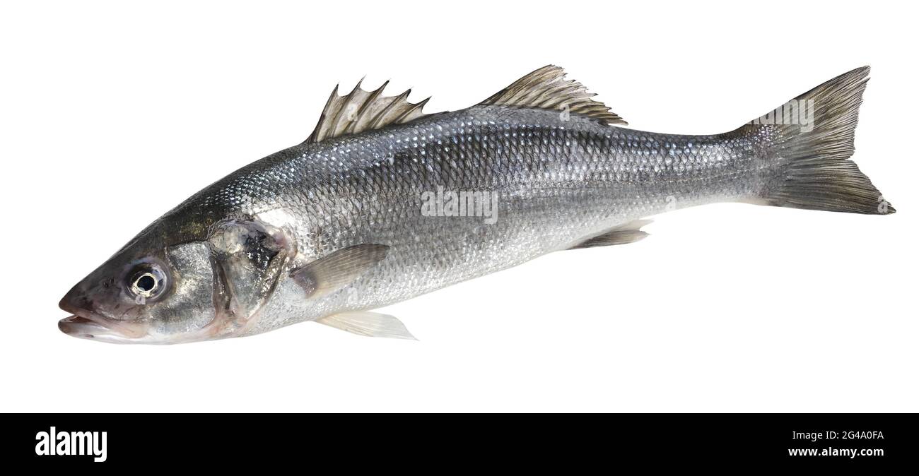 One fresh sea bass fish isolated on white background Stock Photo - Alamy