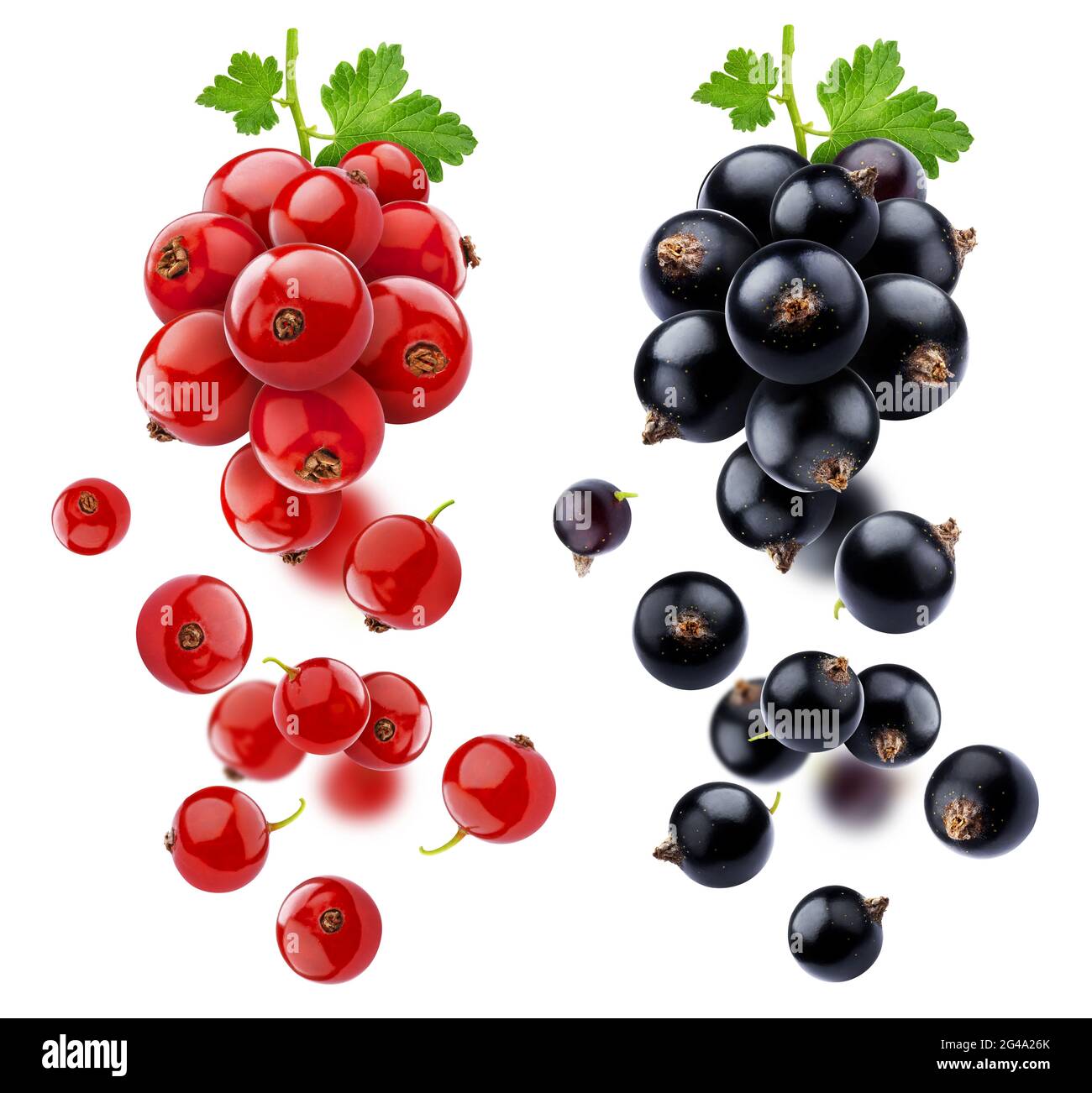 Black and red currant isolated on white background Stock Photo