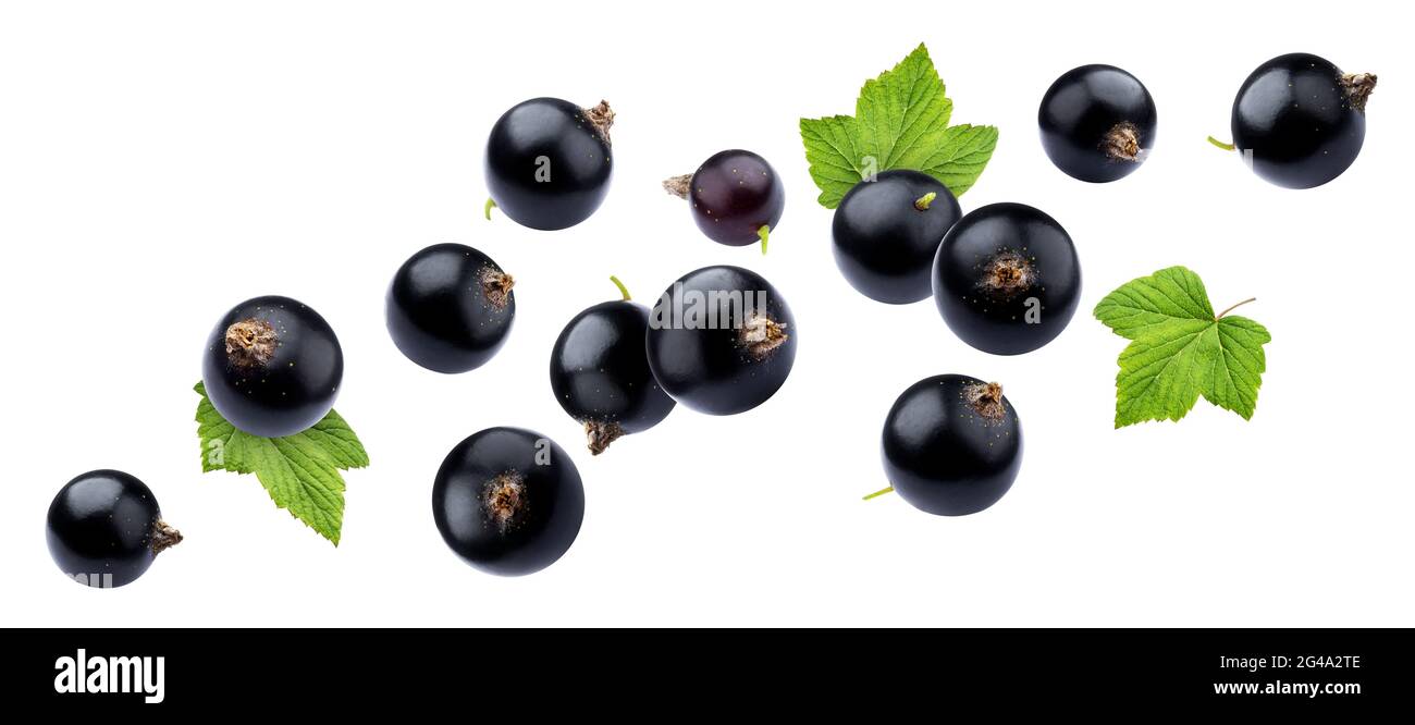 Black currant on white background with clipping path Stock Photo