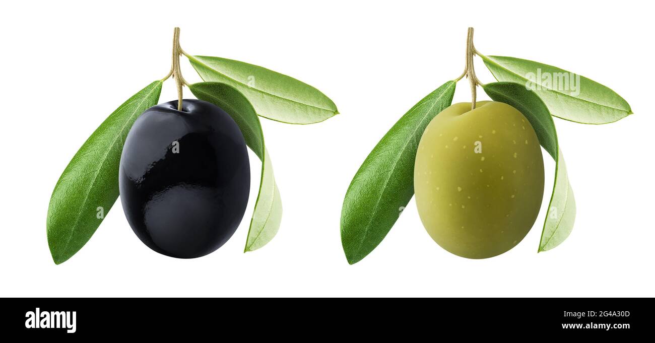 One black and green olives with leaves isolated on white background ...