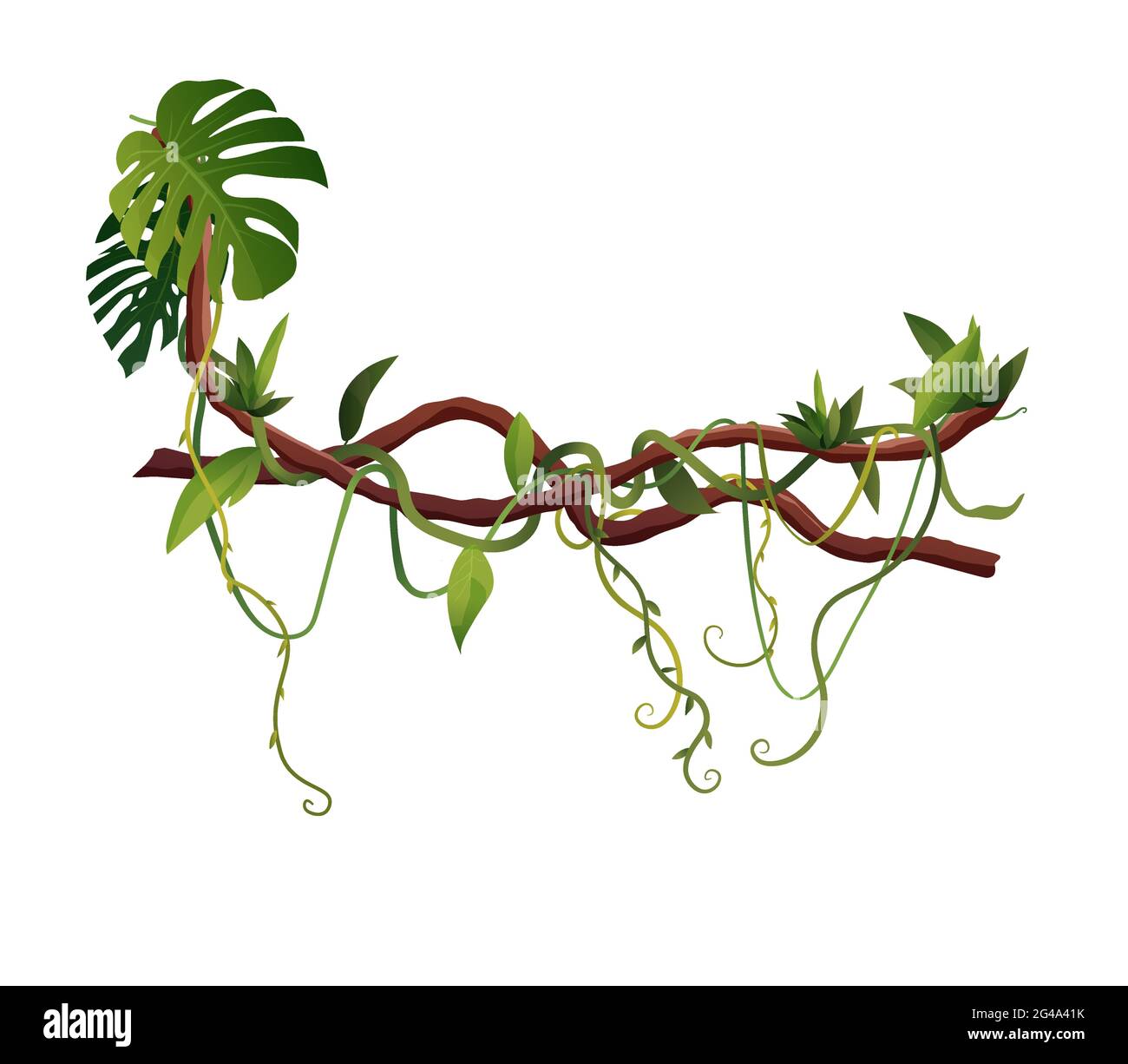 Liana or vine winding branches cartoon vector illustration. Jungle tropical climbing plants. Stock Vector