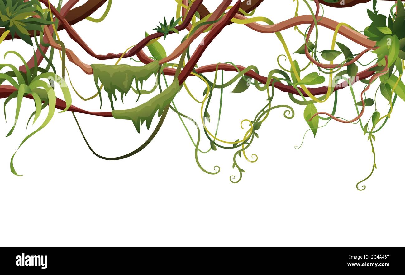 Climber rainforest vine forest Stock Vector Images Alamy