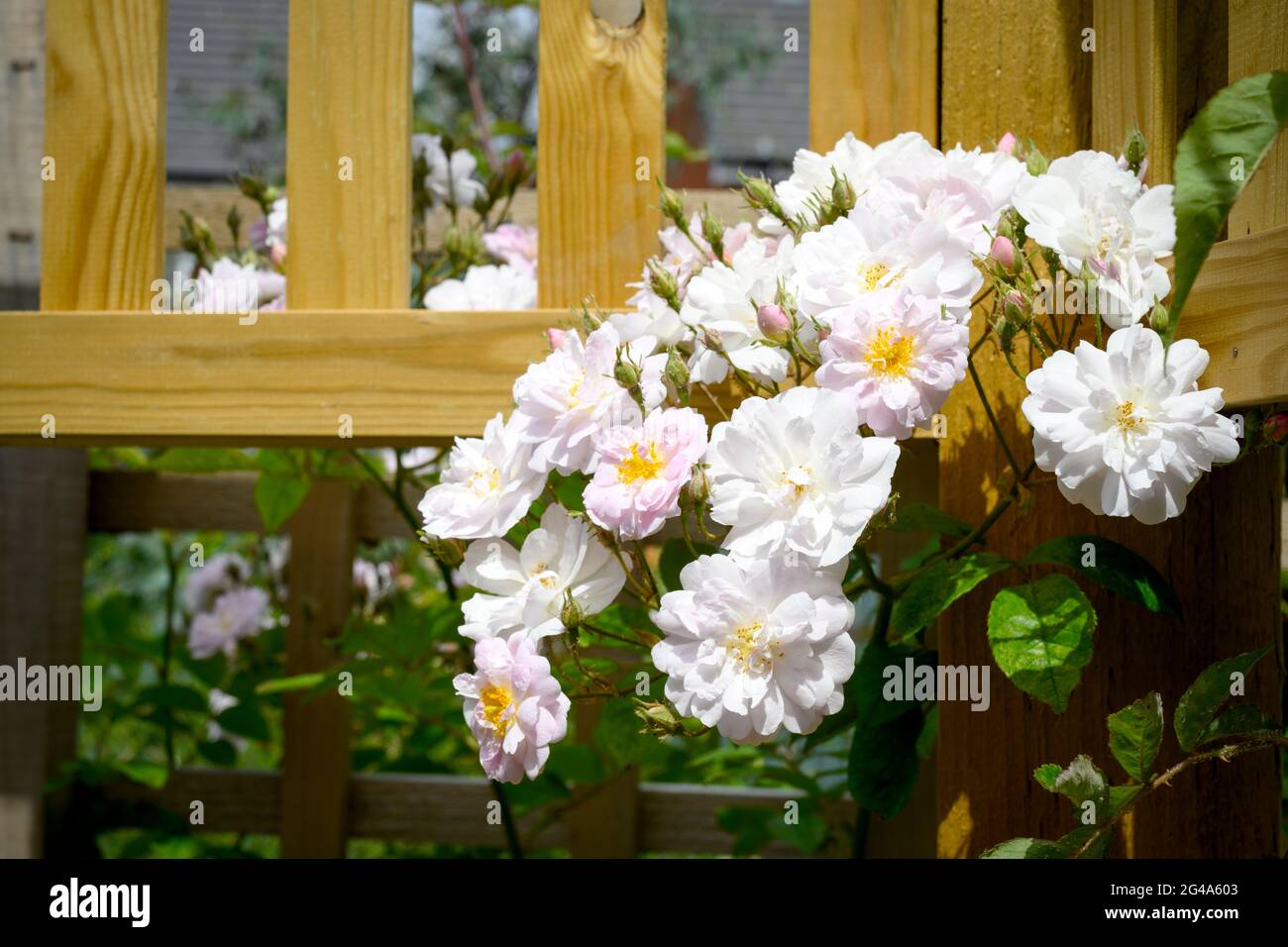 Massed blooms of a pink and white rambling rose growing over a trellis Stock Photo