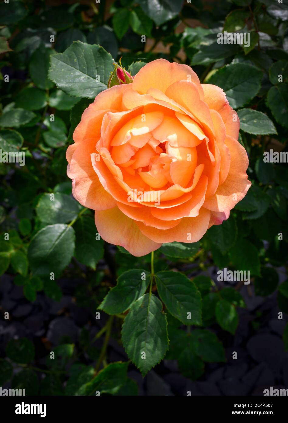 Large single orange rose flower in full bloom Stock Photo