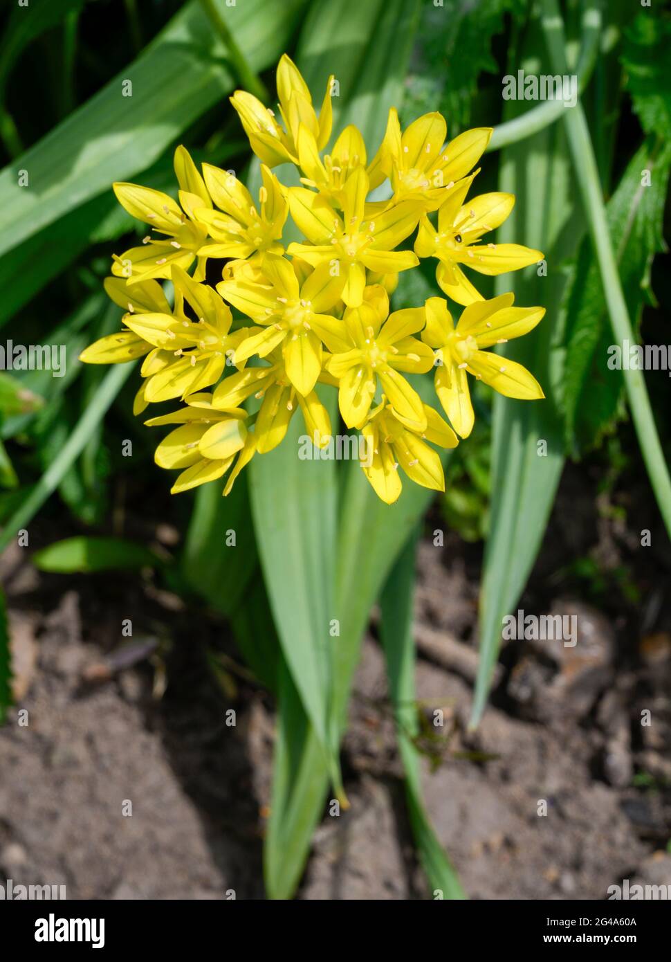 Flowering Yellow Allium, also known as Allium moly, Yellow Garlic, Golden Garlic and Lily Leek Stock Photo