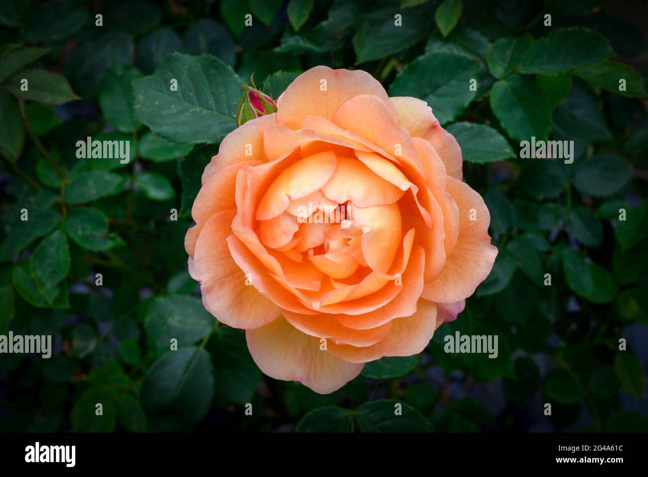 Large single orange rose flower in full bloom Stock Photo