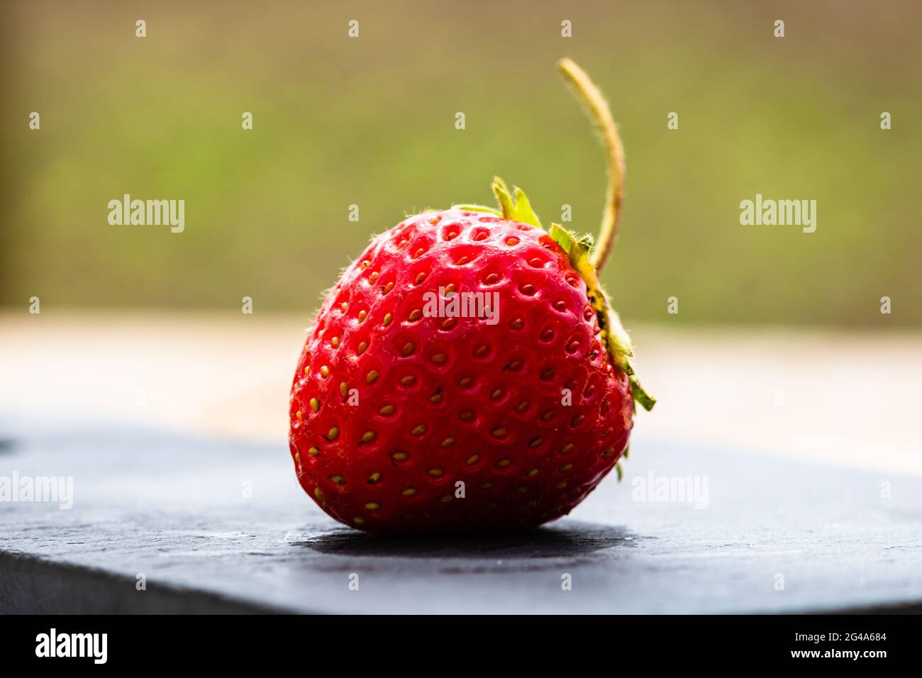 Close up of fresh strawberry showing seeds achenes. Details of a fresh ...