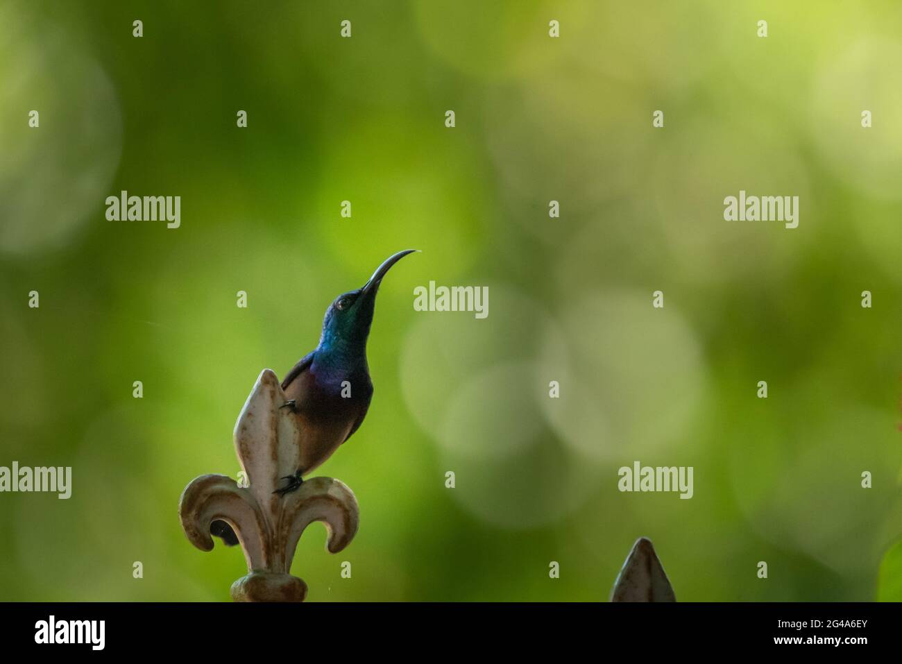 ALoten's sunbird perched on a garden gate post Stock Photo