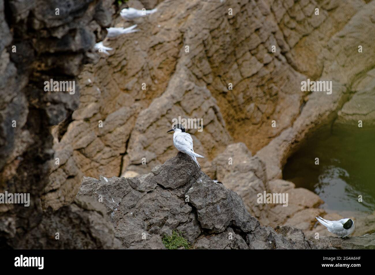 White-fronted Tern, nesting on the Pancake Rocks, Punakaiki, New Zealand. Locally known as Tara Stock Photo