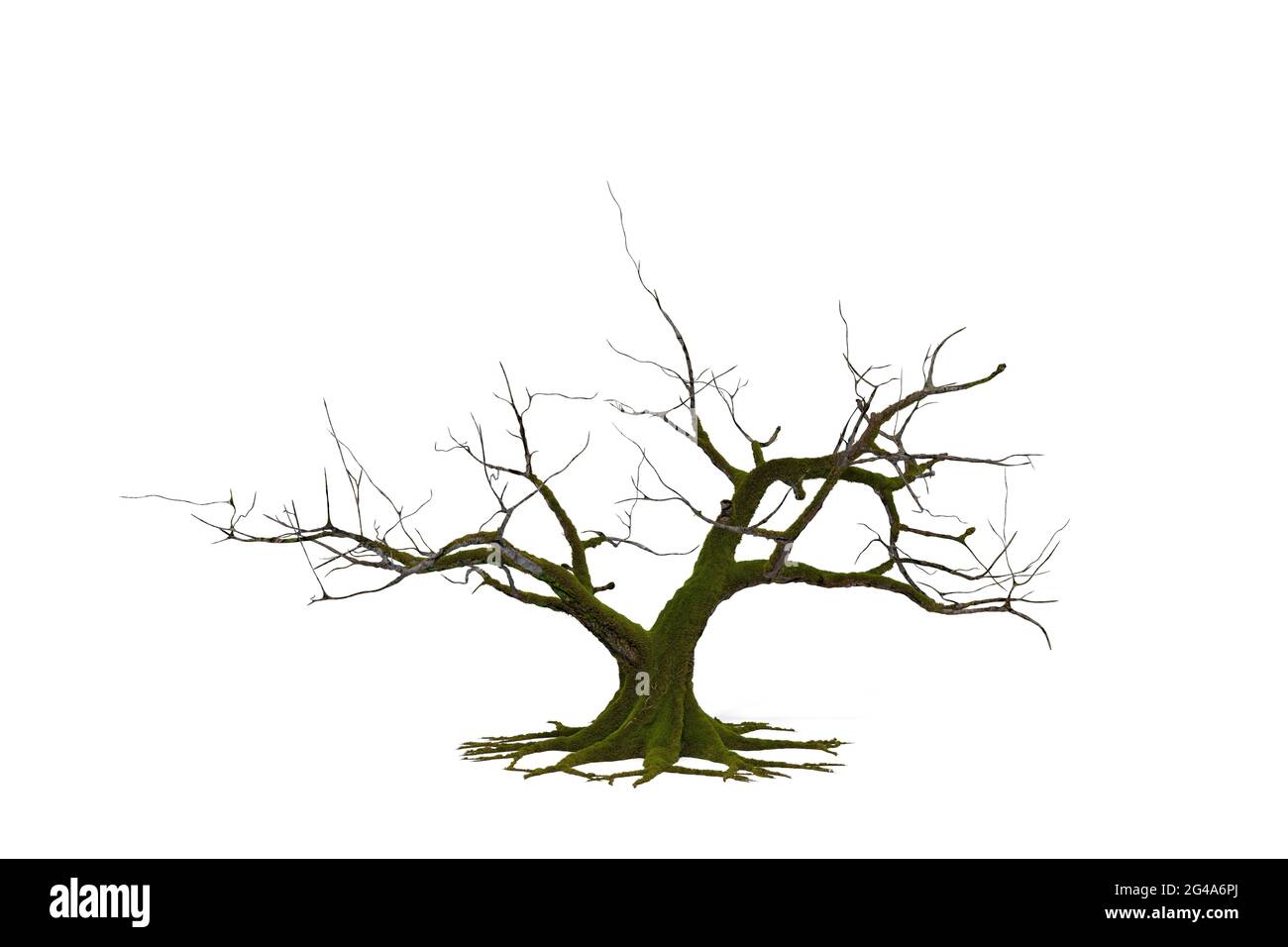 3D death tree on white background with clippings path, 3D illustrations rendering Stock Photo