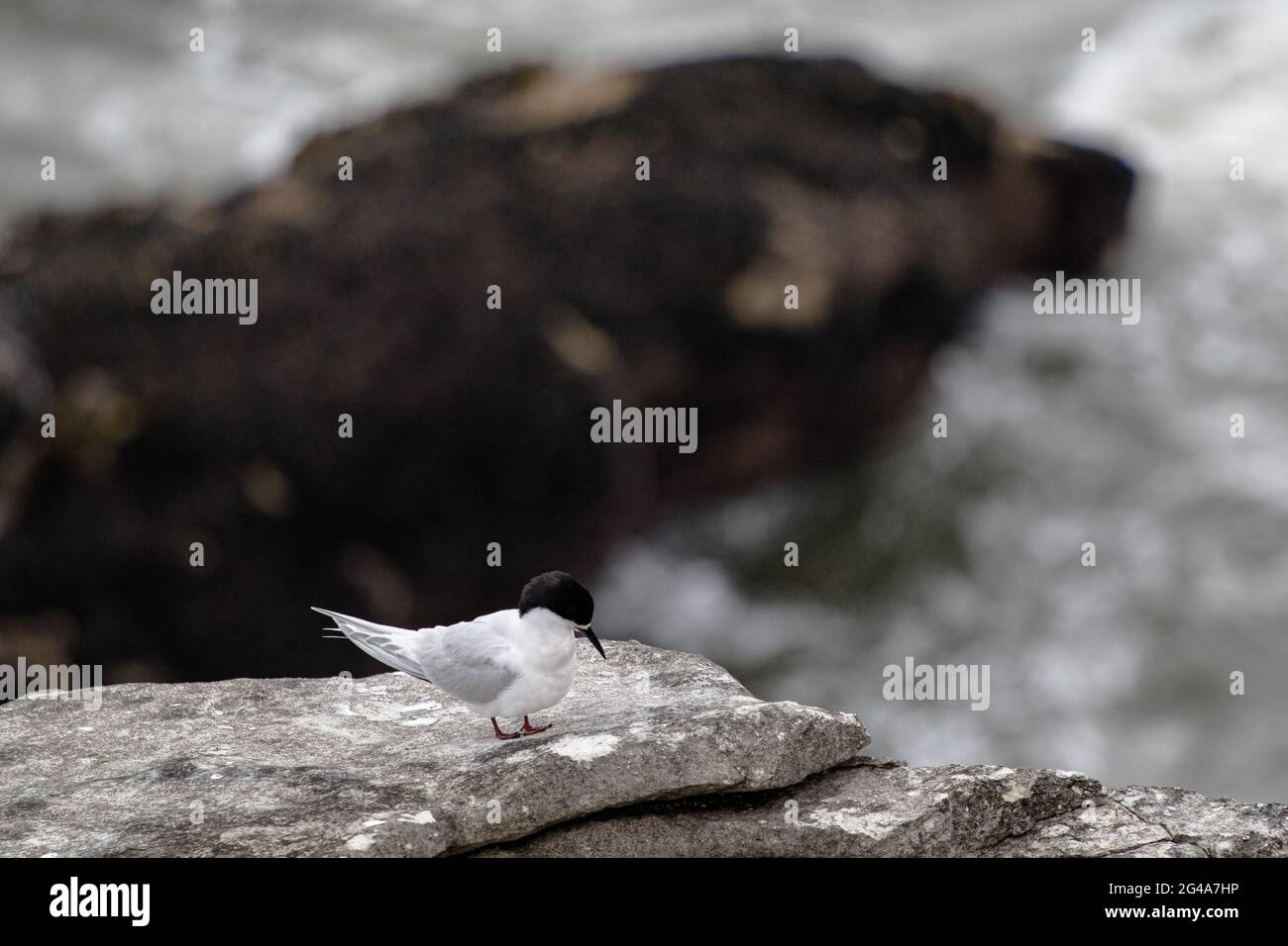 White-fronted Tern, nesting on the Pancake Rocks, Punakaiki, New Zealand. Locally known as Tara Stock Photo