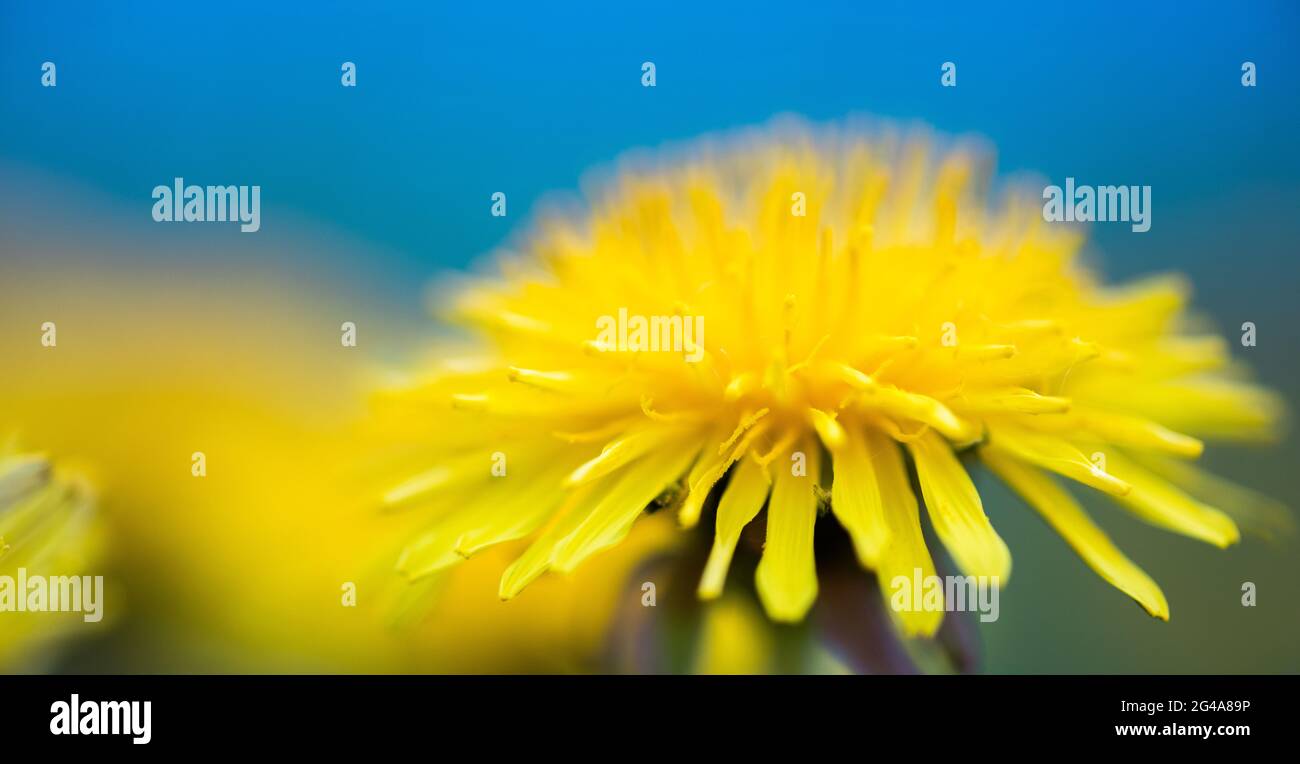 dandelion macro photo - close up nature flower Stock Photo