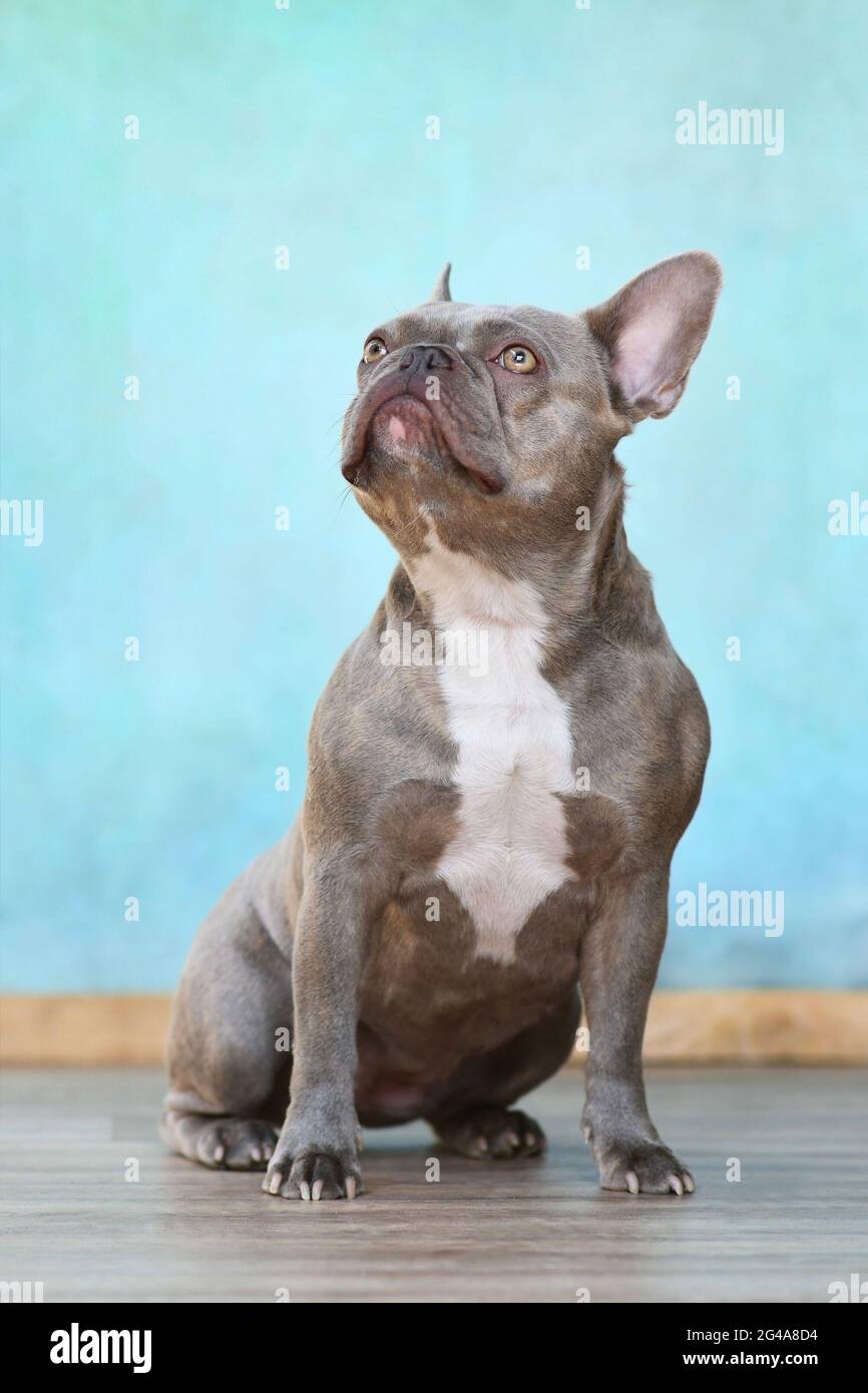 Lilac brindle French Bulldog dog with yellow eyes sitting in front of blue wall Stock Photo