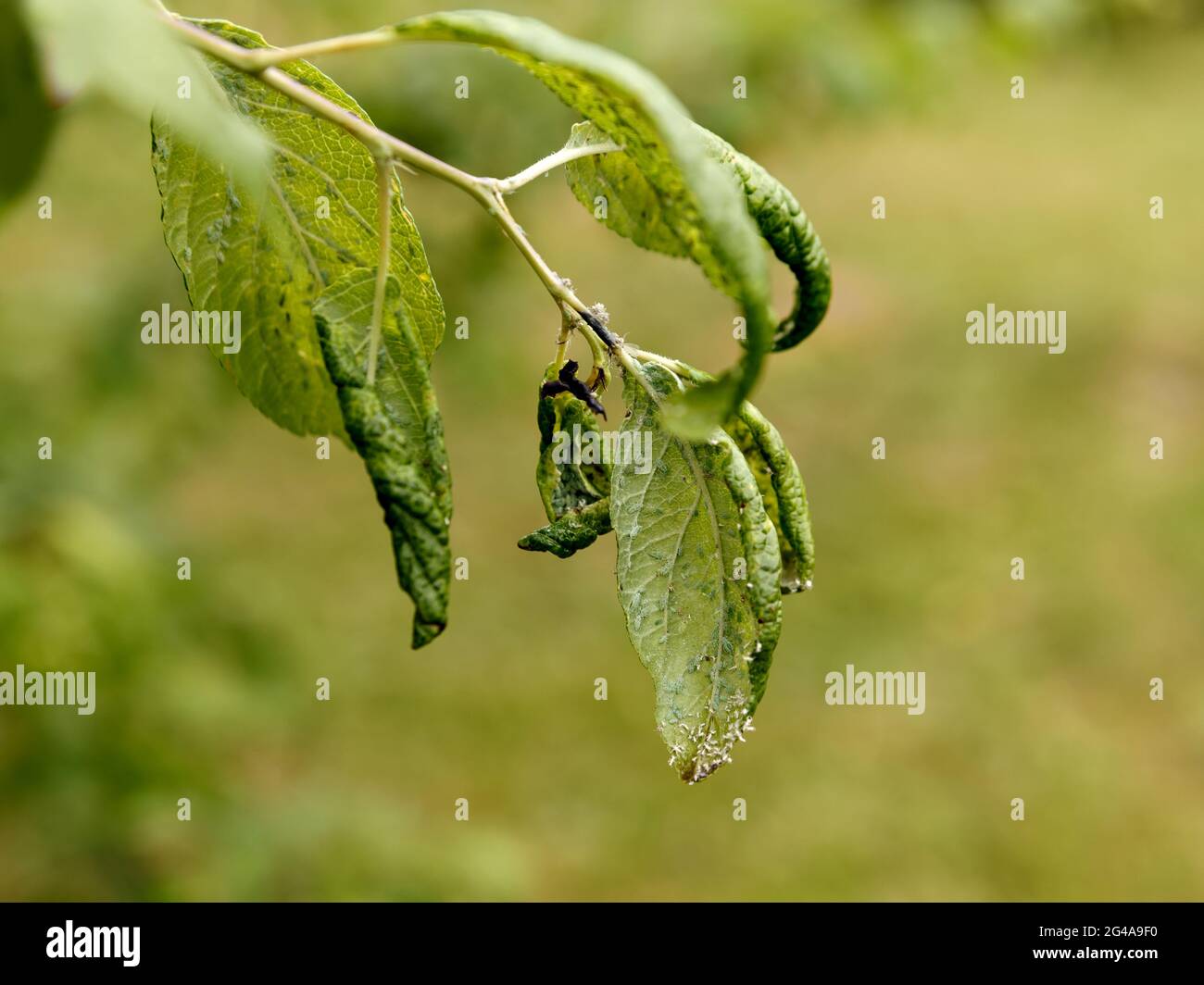 Plum Tree Disease High Resolution Stock Photography and Images Alamy