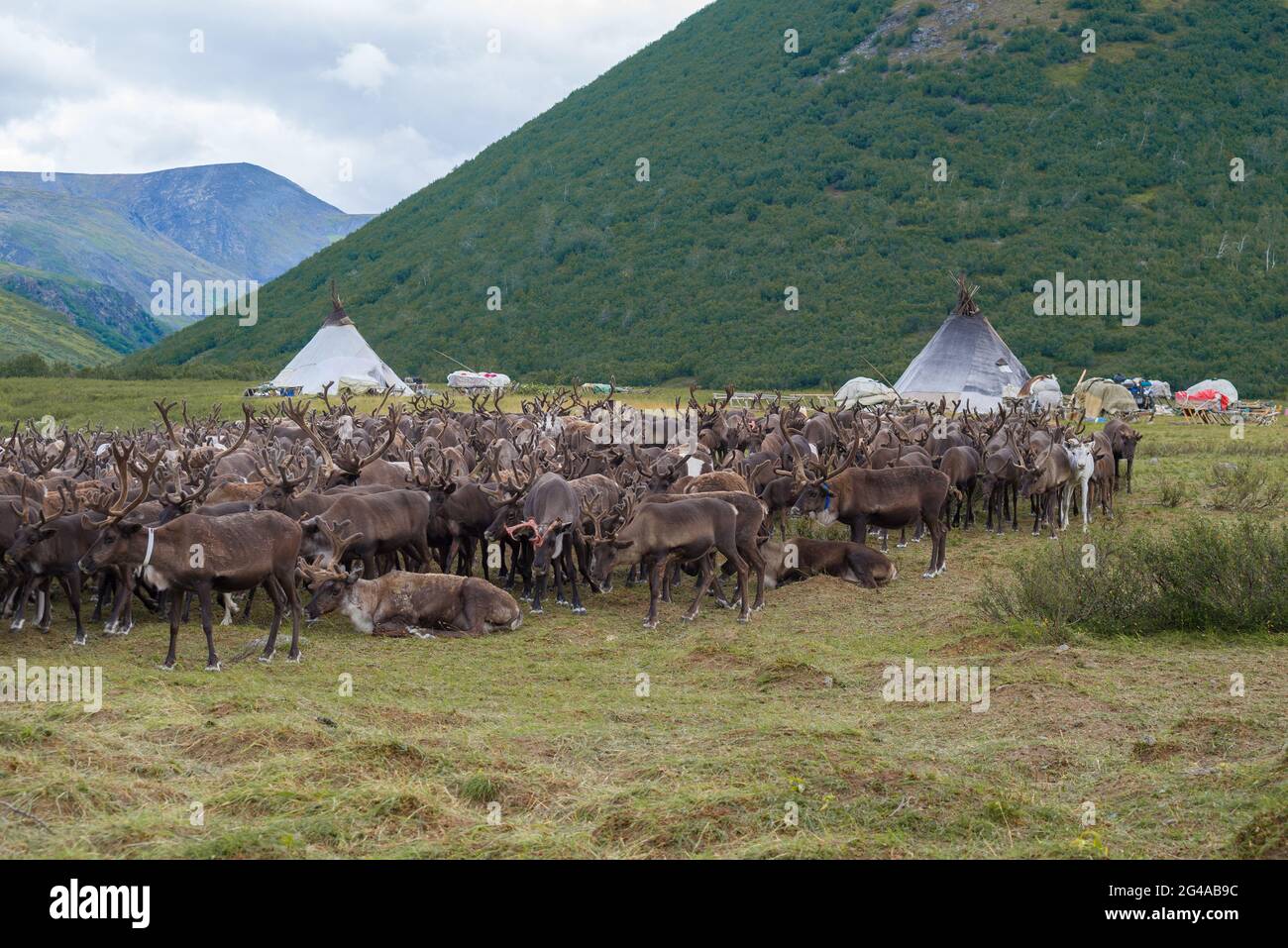 A herd of reindeer at the camp of modern nomadic reindeer herders. Yamal, Russia Stock Photo