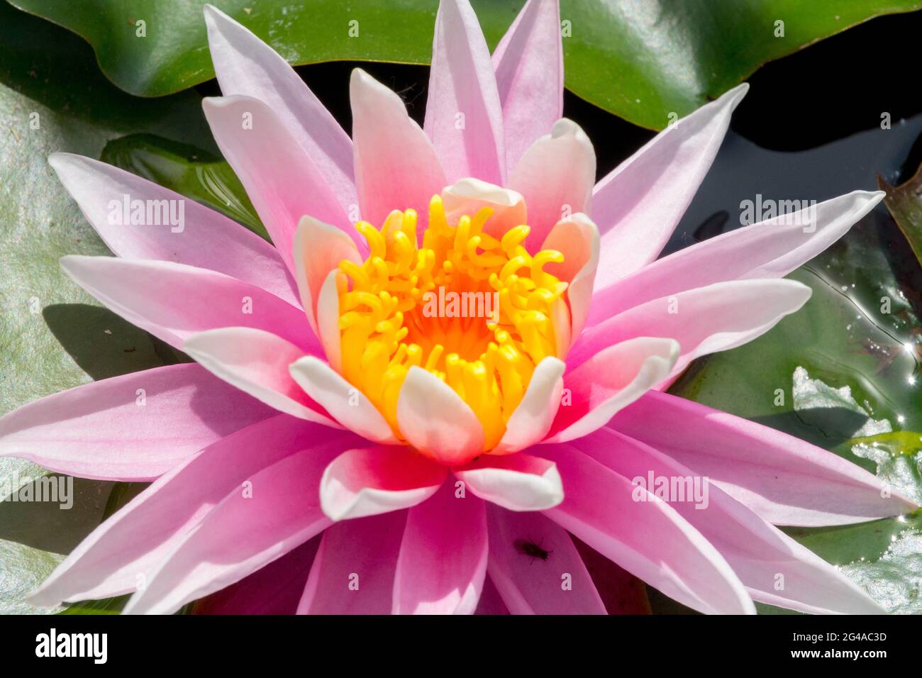 Pink water lily Nymphaea flower Waterlily, Water lily yellow center Stock Photo