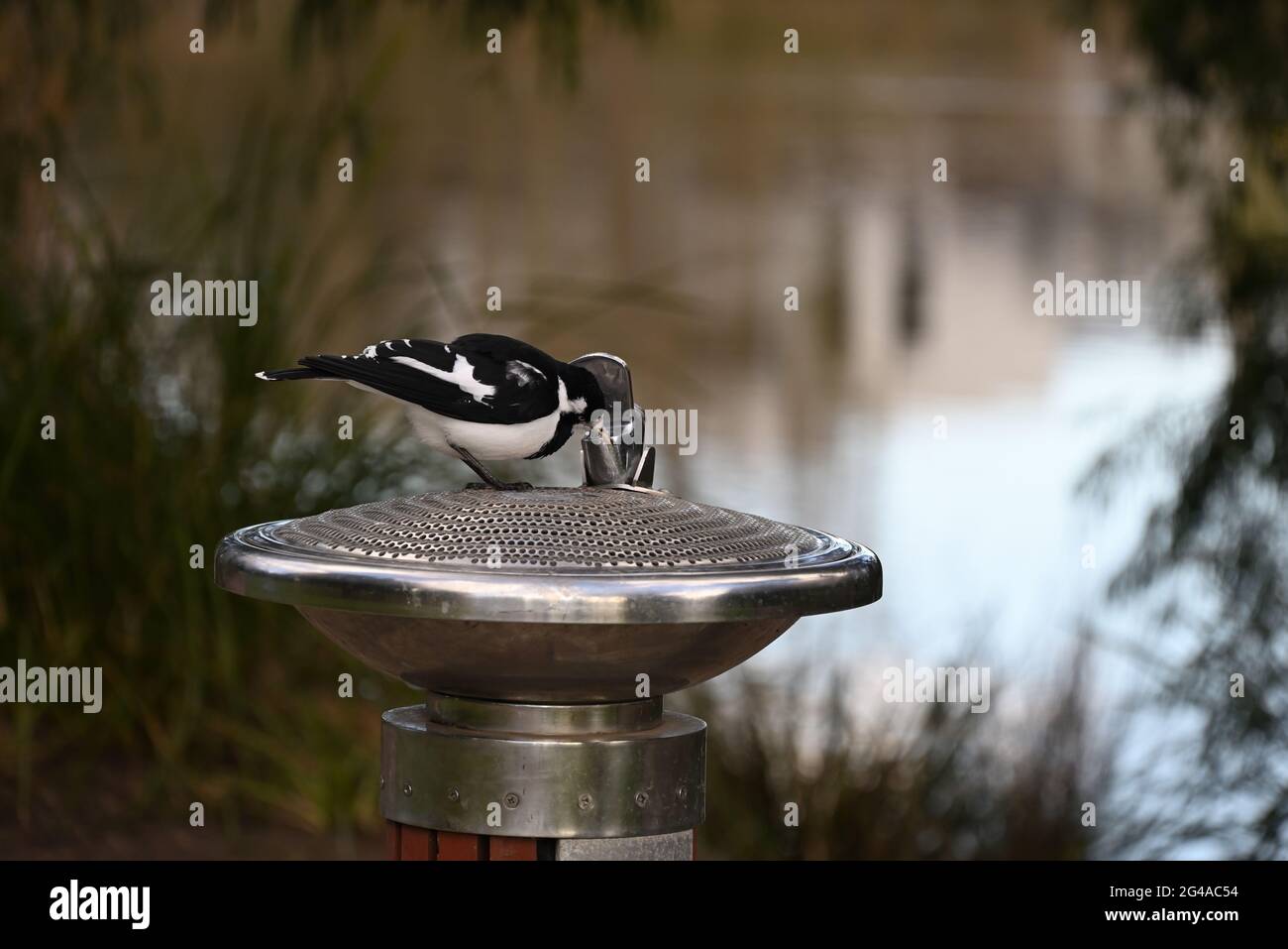 A magpie-lark bird trying to drink from a drinking fountain at a park, with a lake in the background Stock Photo