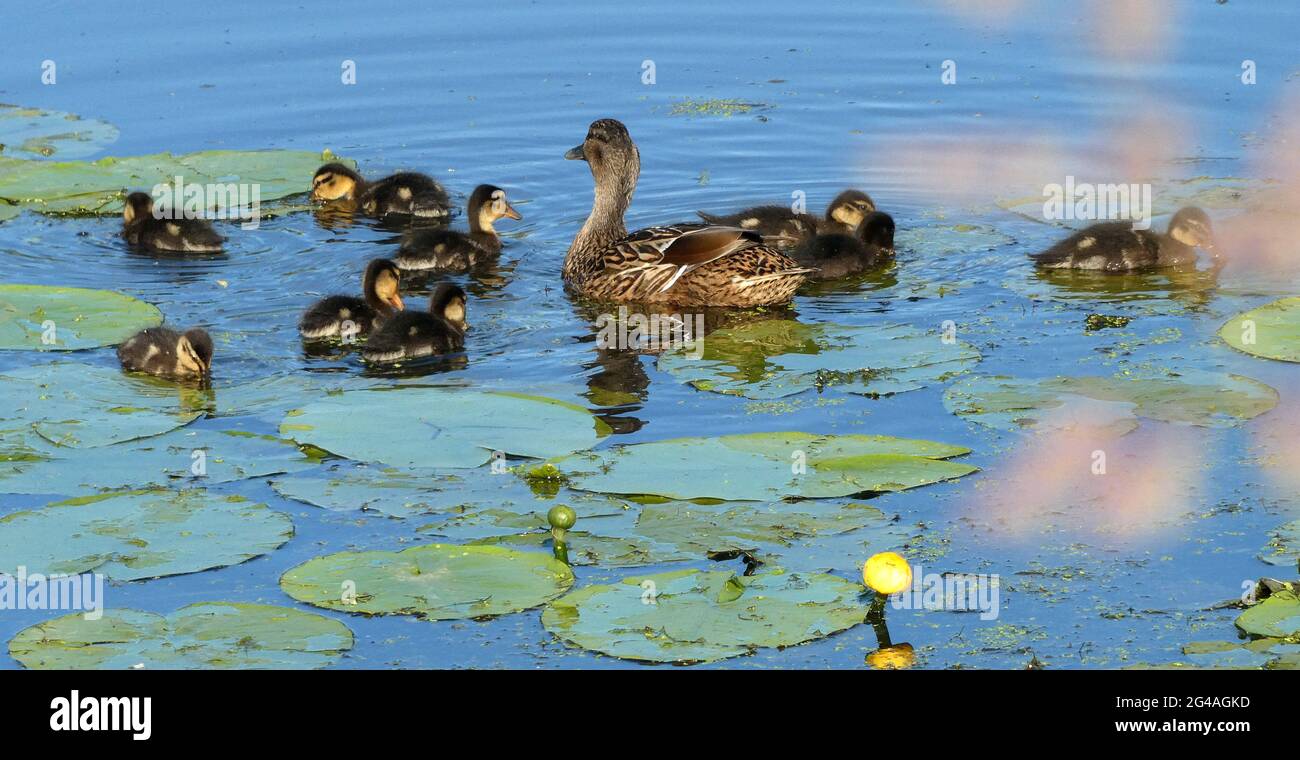 Mother duck with nine ducklings in blue water with yellow water-lily. Mallard family Stock Photo