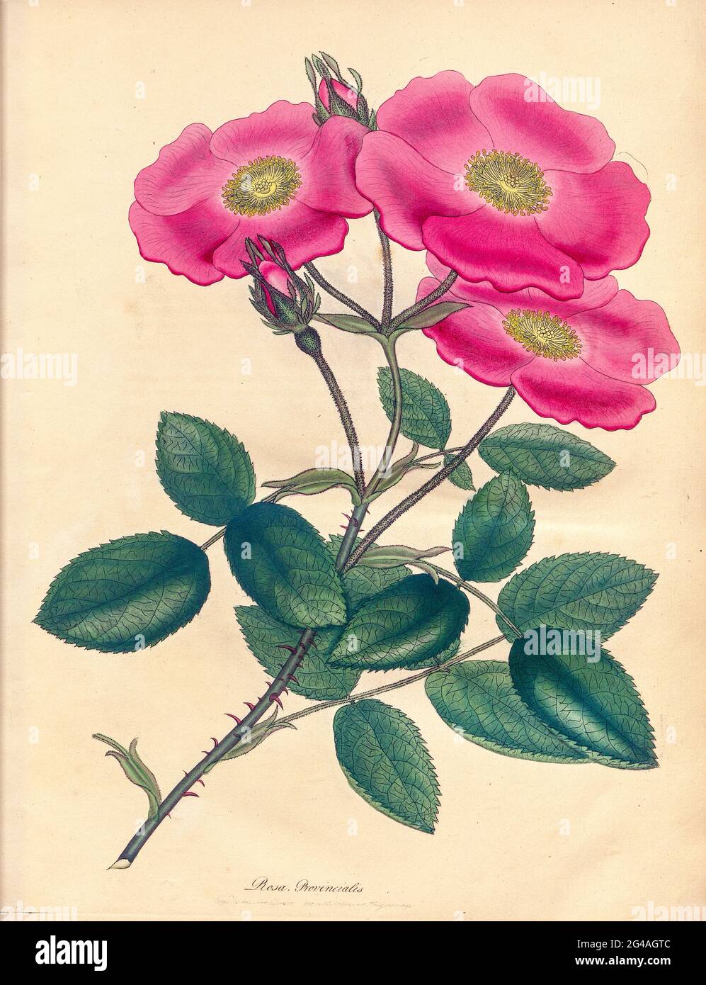 ROSA Provincialis, Province Rose From the book Roses, or, A monograph of the genus Rosa : containing coloured figures of all the known species and beautiful varieties, drawn, engraved, described, and coloured, from living plants. by Andrews, Henry Charles, Published in London : printed by R. Taylor and Co. ; 1805. Stock Photo