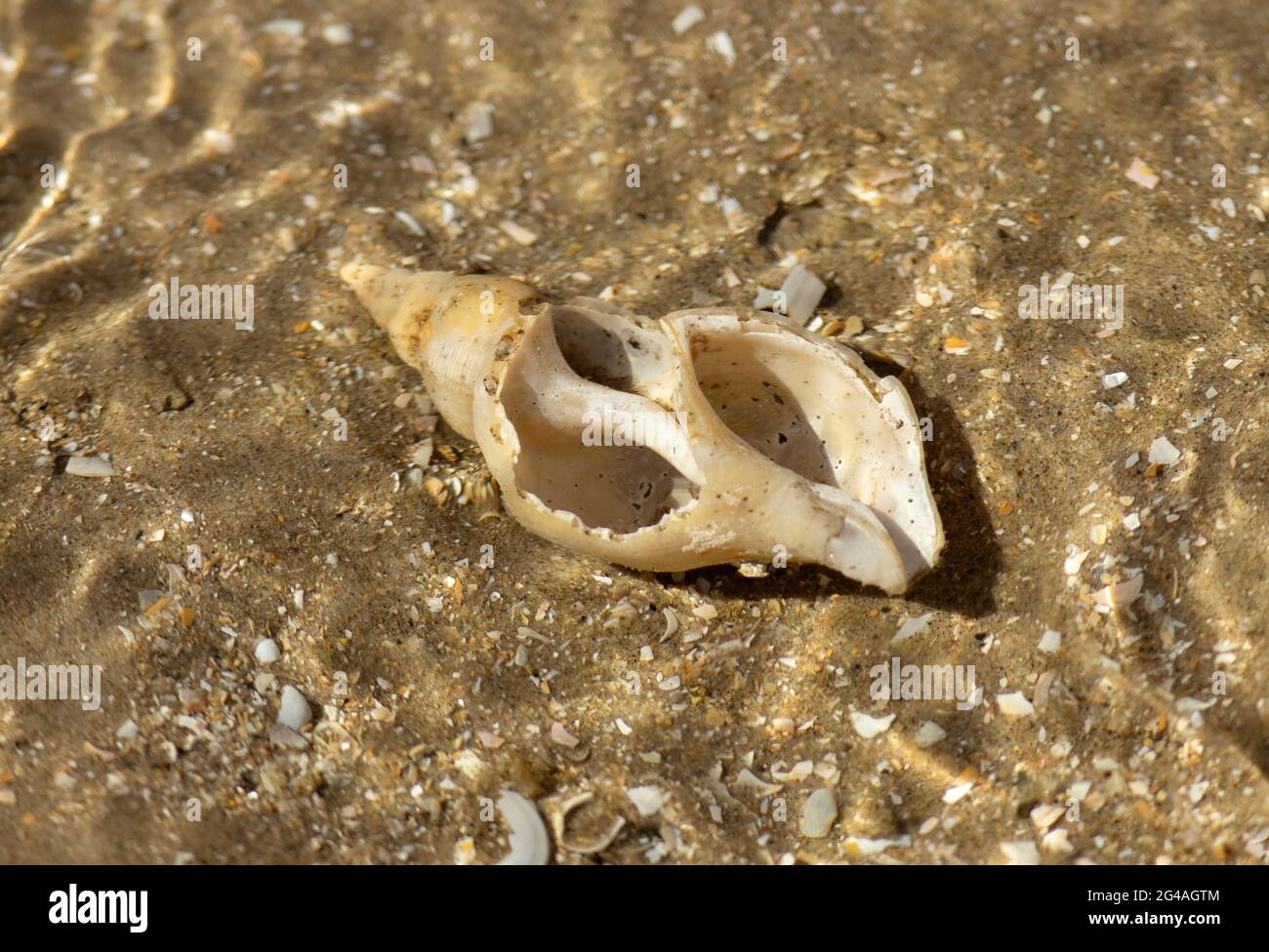Weak Shells A washed up Common Whelk shell has broken to show the internal twists ...