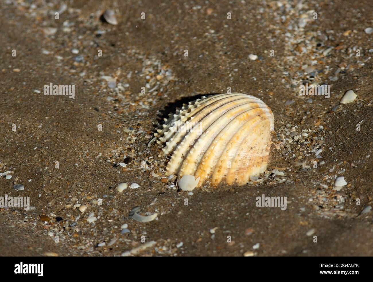 The Prickly Cockle Is One Of The More Common Species Of Cockle A Species Sought For Seafood