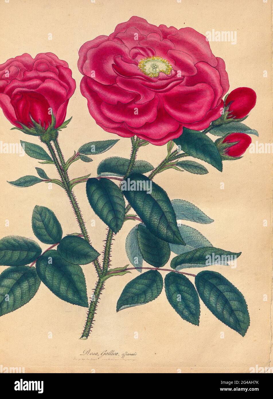 ROSA Gallica, officinalis, Officinal or French Red Rose From the book Roses, or, A monograph of the genus Rosa : containing coloured figures of all the known species and beautiful varieties, drawn, engraved, described, and coloured, from living plants. by Andrews, Henry Charles, Published in London : printed by R. Taylor and Co. ; 1805. Stock Photo
