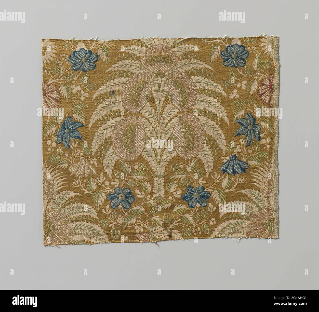 Lancet shaped leaves hires stock photography and images Alamy