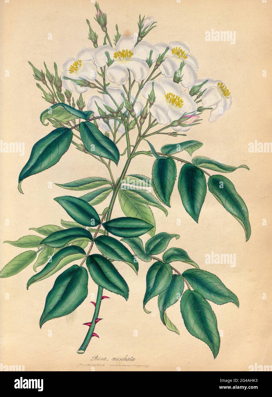 ROSA moschata, Musk Rose From the book Roses, or, A monograph of the genus Rosa : containing coloured figures of all the known species and beautiful varieties, drawn, engraved, described, and coloured, from living plants. by Andrews, Henry Charles, Published in London : printed by R. Taylor and Co. ; 1805. Stock Photo