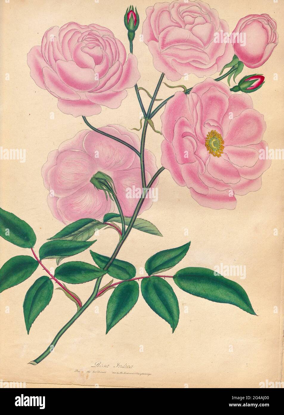 ROSA indica, Indian Rose From the book Roses, or, A monograph of the genus Rosa : containing coloured figures of all the known species and beautiful varieties, drawn, engraved, described, and coloured, from living plants. by Andrews, Henry Charles, Published in London : printed by R. Taylor and Co. ; 1805. Stock Photo