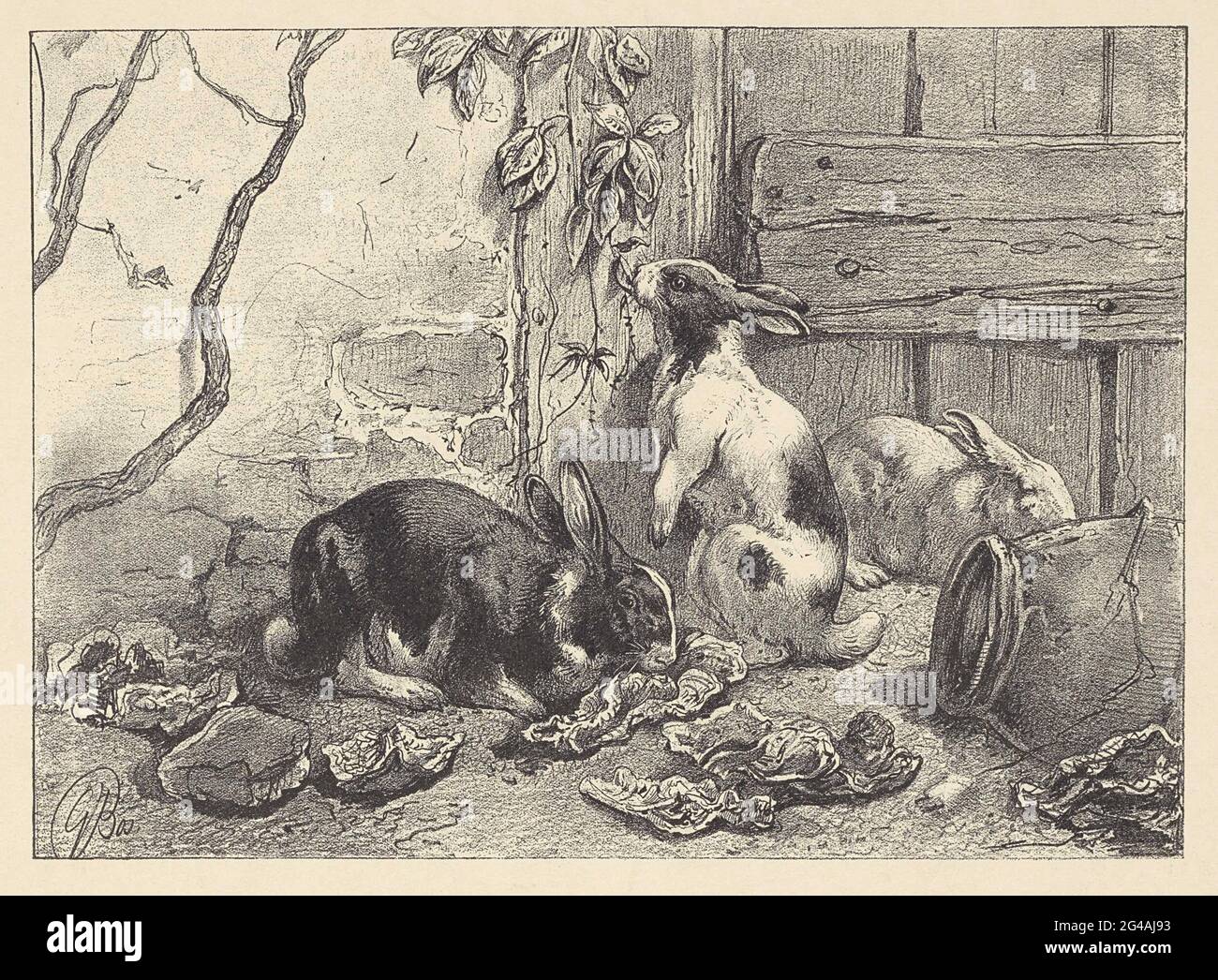 Three rabbits in a yard. A rabbit nibbles a cabbage leaves. The middle ...