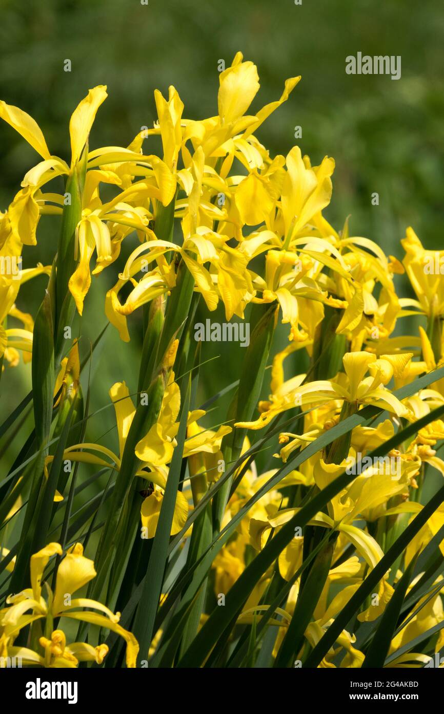 Yellow Irises flowers June Iris halophila Irises Stock Photo