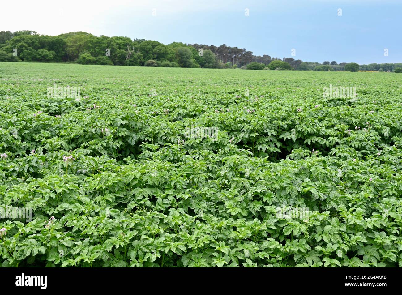 Potato crop, Snape, Suffolk, UK Stock Photo