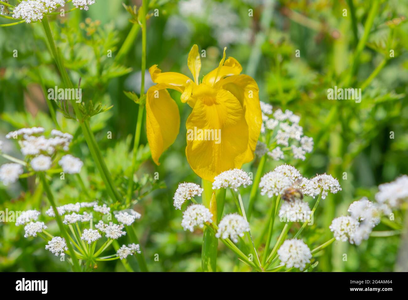 A wild Yellow Iris growing on a canalside. Stock Photo