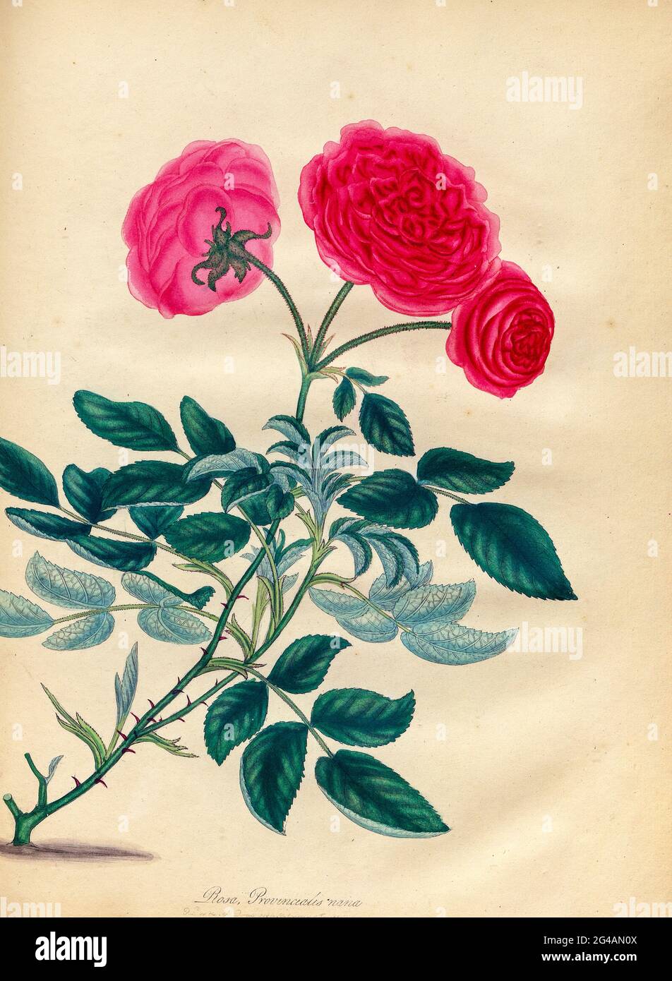 ROSA Provincialis, nana. Dwarf Province Rose From the book Roses, or, A monograph of the genus Rosa : containing coloured figures of all the known species and beautiful varieties, drawn, engraved, described, and coloured, from living plants. by Andrews, Henry Charles, Published in London : printed by R. Taylor and Co. ; 1805. Stock Photo