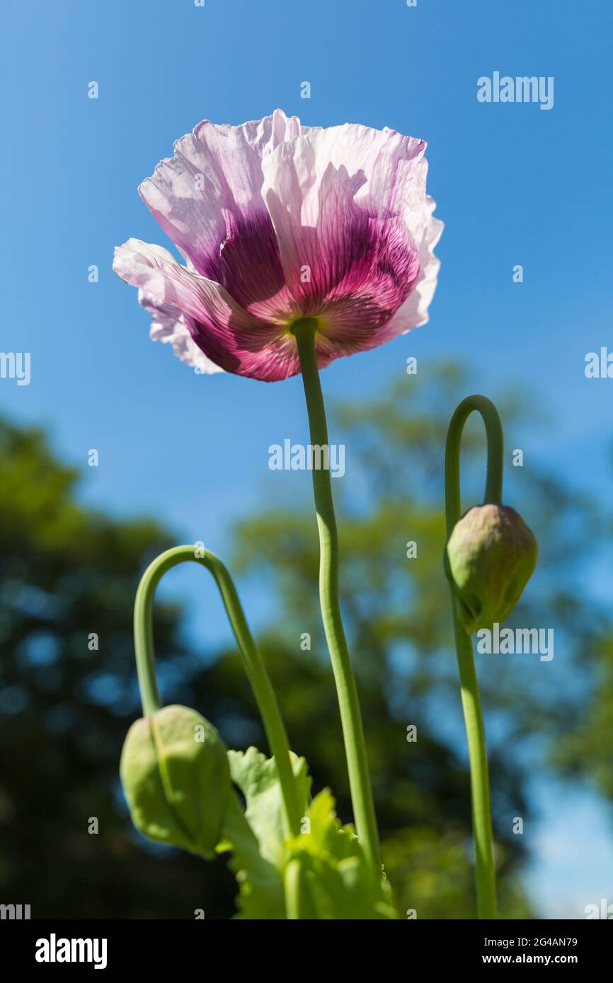 Purple pink poppy, papaver somniferum, from underneath against blue sky self sown seeded in domestic garden at Bournemouth, Dorset UK in June Stock Photo