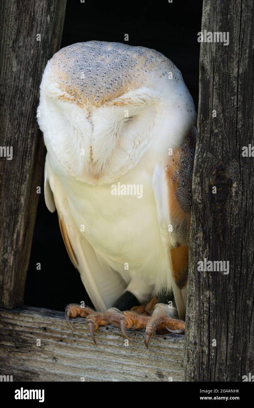 barn owl bird of prey brown and white silent killer Stock Photo Alamy
