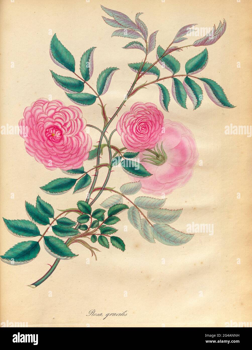 ROSA gracilis, Slender Rose From the book Roses, or, A monograph of the genus Rosa : containing coloured figures of all the known species and beautiful varieties, drawn, engraved, described, and coloured, from living plants. by Andrews, Henry Charles, Published in London : printed by R. Taylor and Co. ; 1805. Stock Photo