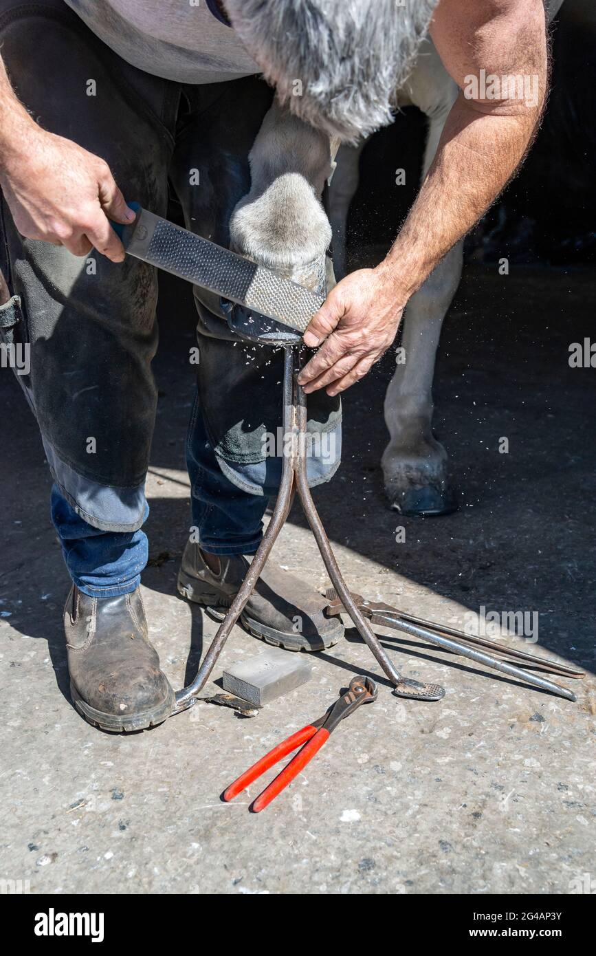 Farrier shoeing horse hires stock photography and images Alamy