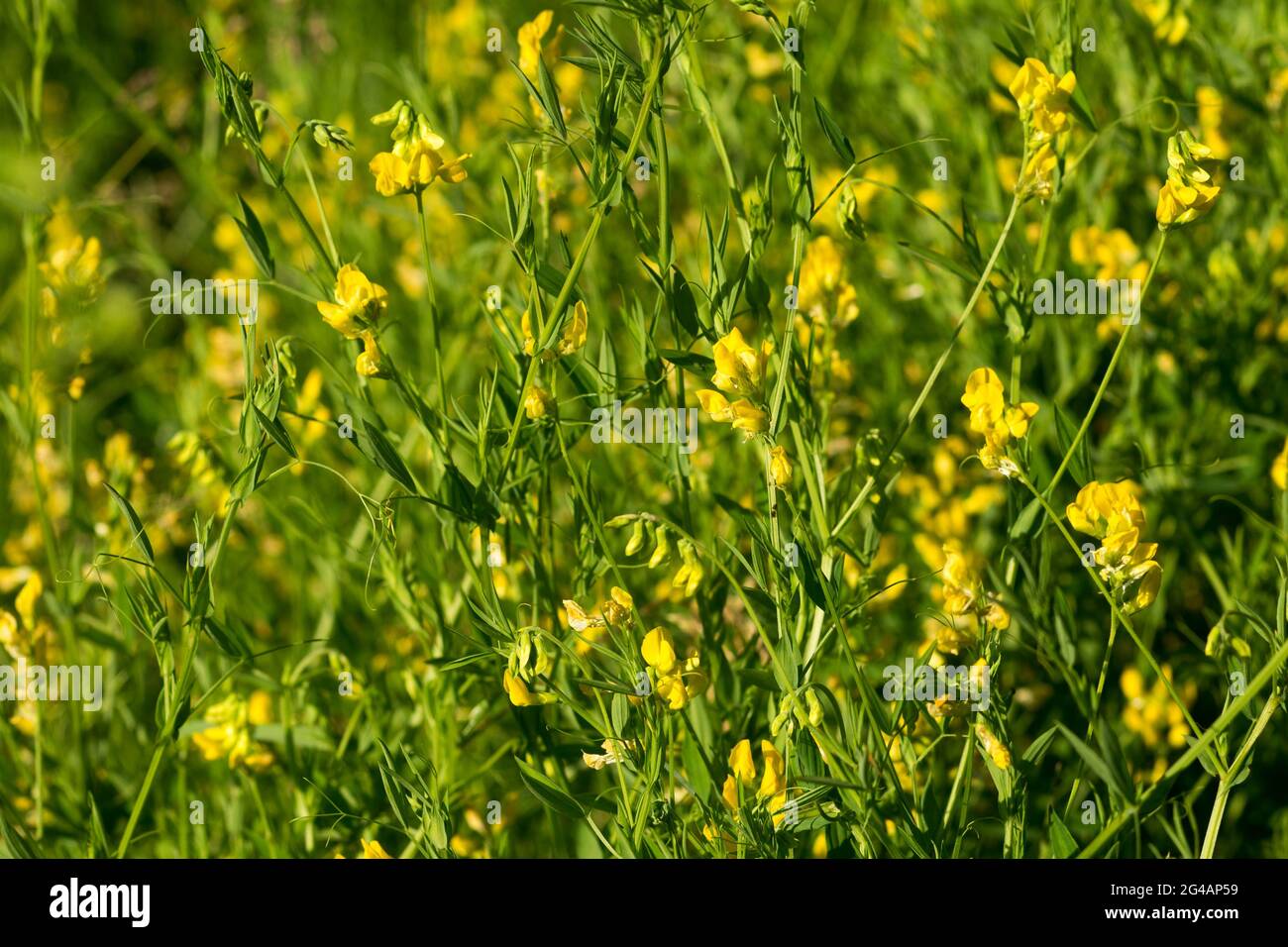 Lathyrus pratensis, yellow meadow pea flowers on sunny day closeup selective focus Stock Photo