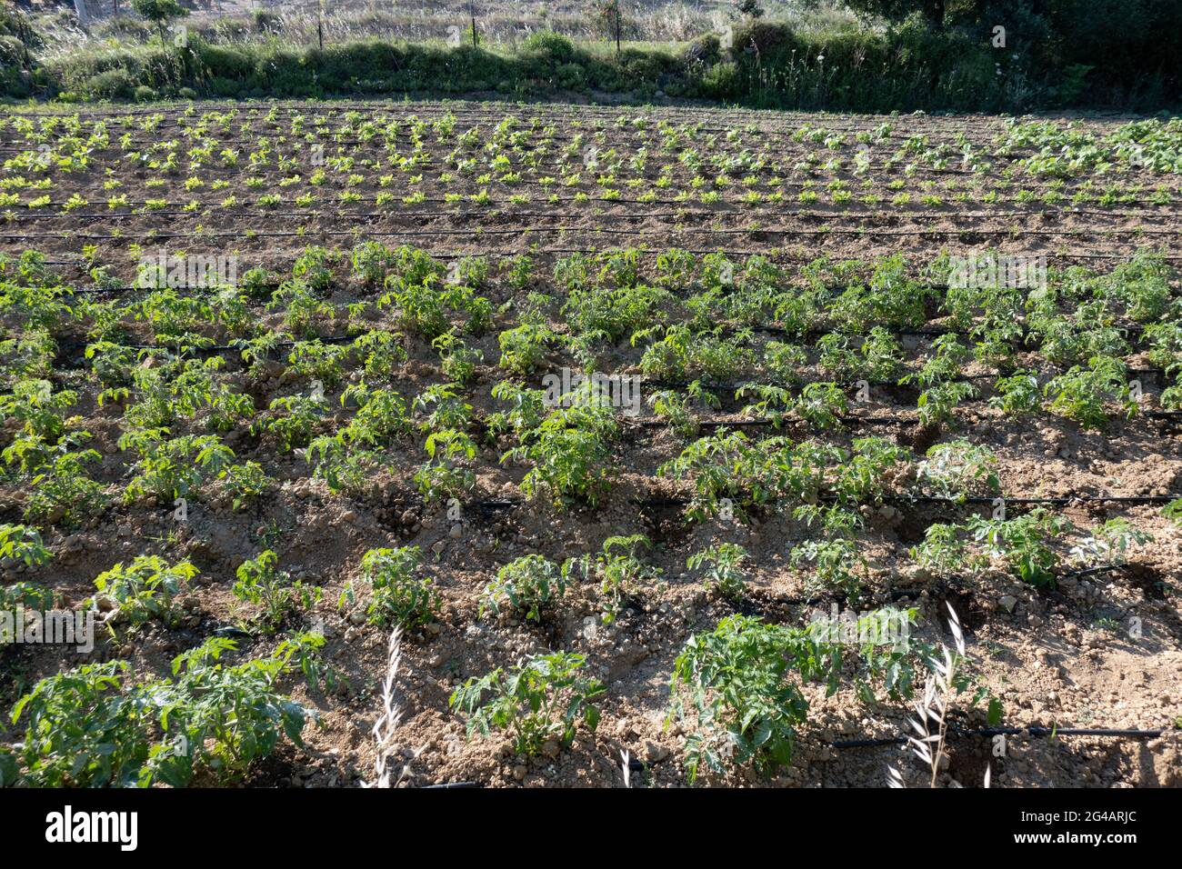 field organic agriculture Stock Photo
