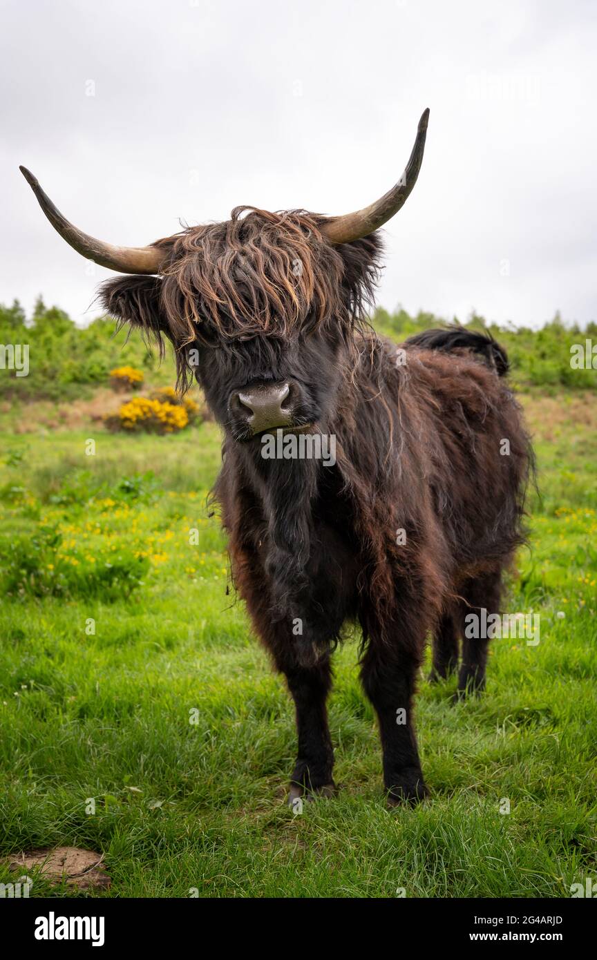 Highland cow in the Scottish Highlands, Scotland, UK Stock Photo - Alamy