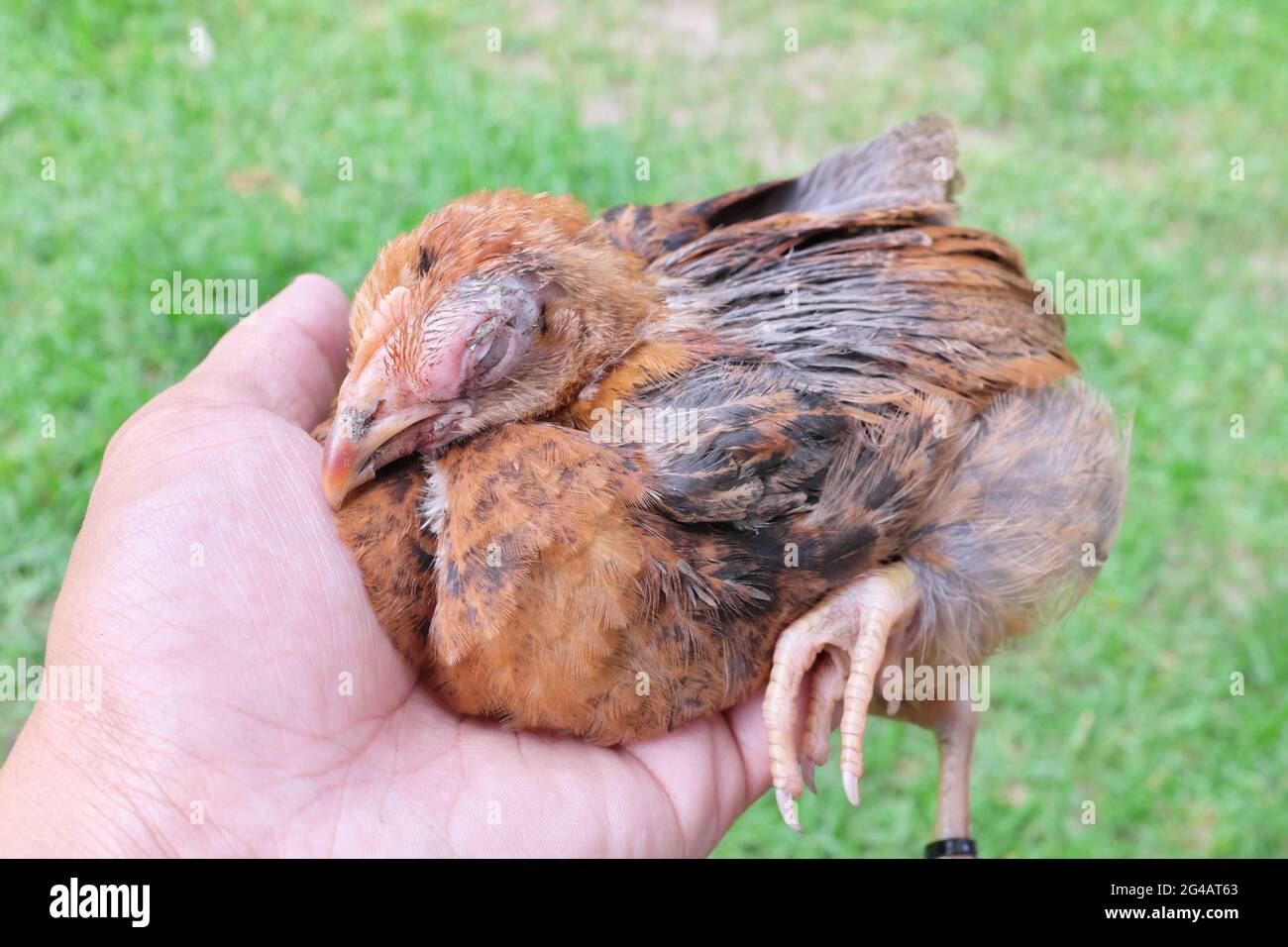 Hand holding a sick blind chicken infected with infectious coryza