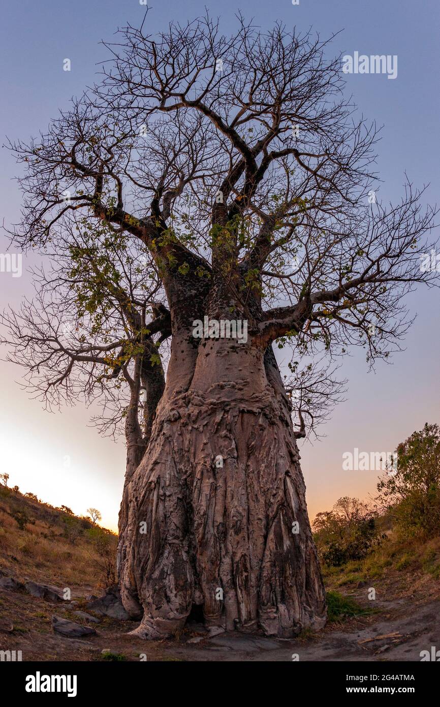 Adansonia digitata, the African baobab, is the most widespread tree species of the genus Adansonia, the baobabs, and is native to the African continen Stock Photo