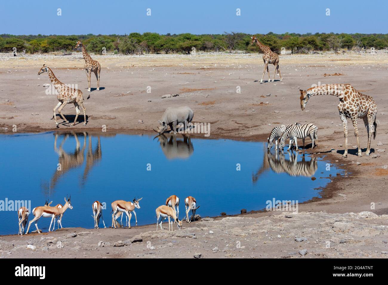 Busy waterhole in Etosha National Park in Namibia, Africa. Giraffe, Black Rhinoceros, Zebra and Springbok antelopes. Stock Photo