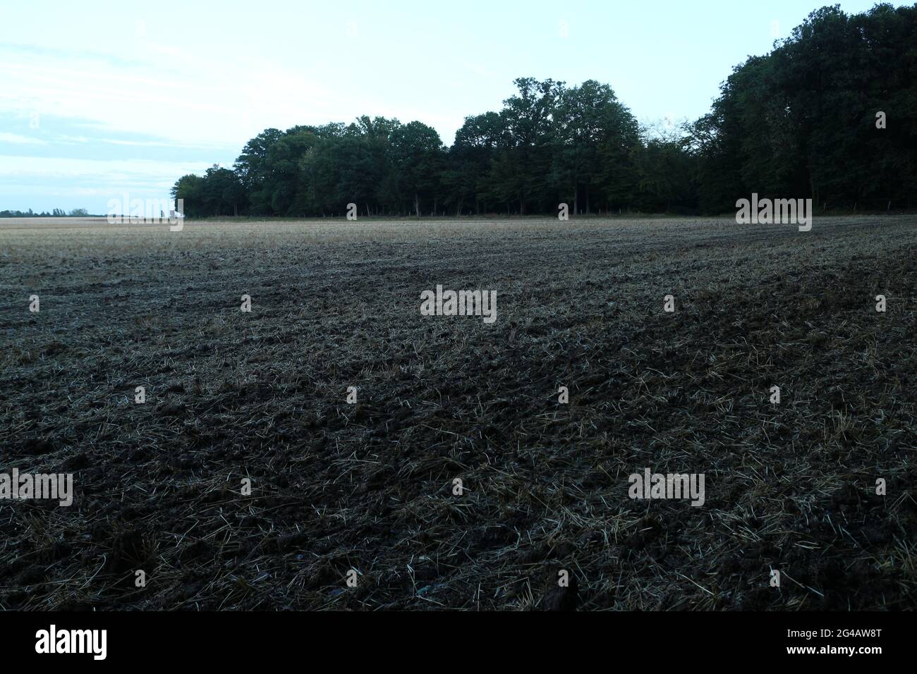 Open field and edge in the evening - Le Tartelet between Chevreuse and Boullay-les-troux - Yvelines - Ile de France - France Stock Photo