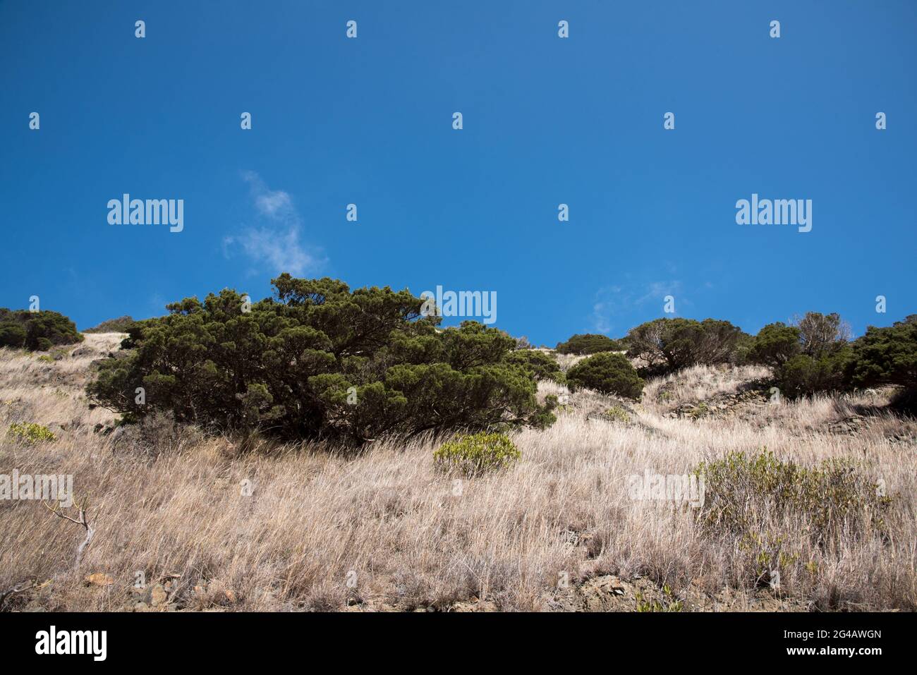 Canary Islands juniper is an endemic and endangered species to the western Canary Islands and Madeira growing here on La Gomera. Stock Photo