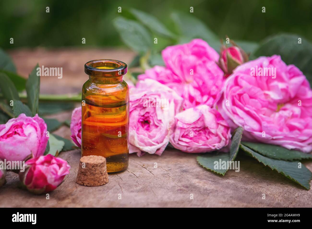 Close-up of rose essential oil bottle with falling leaves on wooden background. Stock Photo