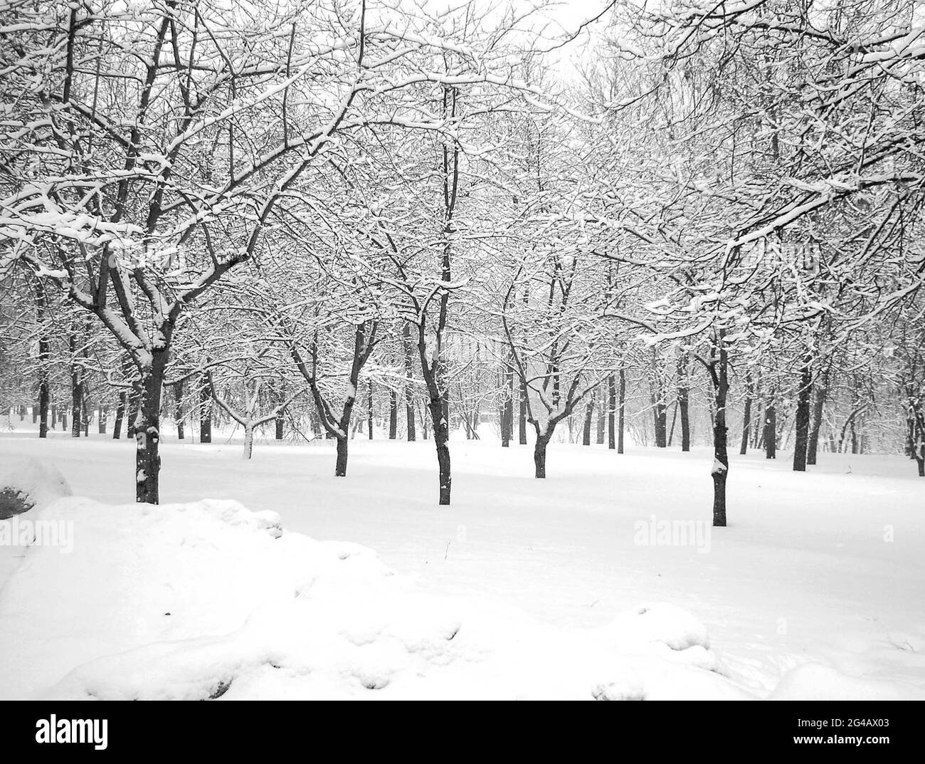 after snowfall in city park Stock Photo