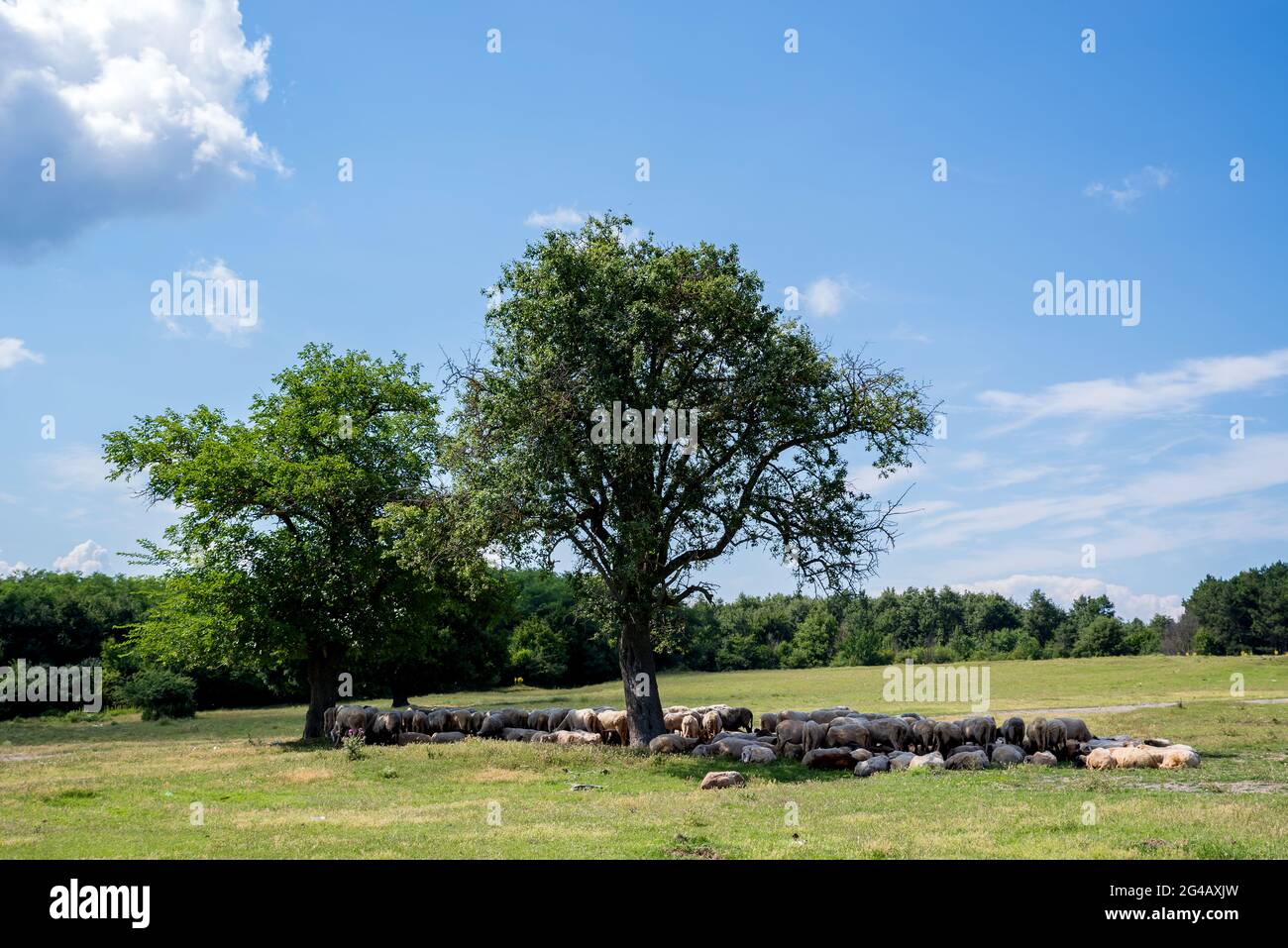 Flock of trimmed sheeps lies under a tree in the grassland Stock Photo